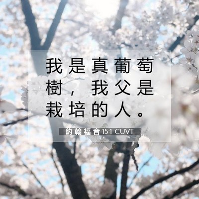 Picture 07 - 約 翰 福 音 15:1 CUVT - 我 是 真 葡 萄 樹 ， 我 父 是 栽 培 - Bible Verse Picture
