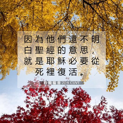 Picture 07 - 約 翰 福 音 20:9 CUVT - 因 為 他 們 還 不 明 白 聖 經 的 意 - Bible Verse Picture