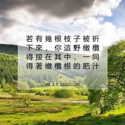 Picture 07 - 羅 馬 書 11:17 CUVT - 若 有 幾 根 枝 子 被 折 下 來 ， 你 - Bible Verse Picture