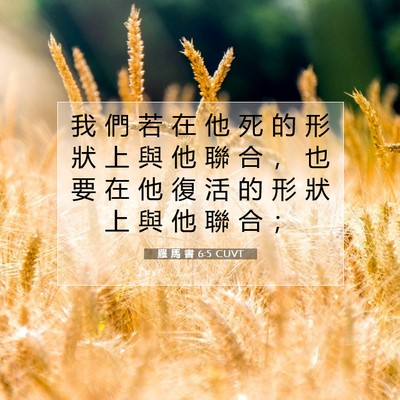 Picture 07 - 羅 馬 書 6:5 CUVT - 我 們 若 在 他 死 的 形 狀 上 與 他 - Bible Verse Picture