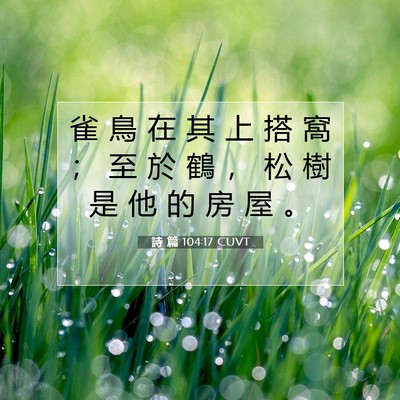 Picture 07 - 詩 篇 104:17 CUVT - 雀 鳥 在 其 上 搭 窩 ； 至 於 鶴 ， - Bible Verse Picture