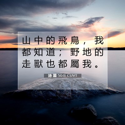 Picture 07 - 詩 篇 50:11 CUVT - 山 中 的 飛 鳥 ， 我 都 知 道 ； 野 - Bible Verse Picture