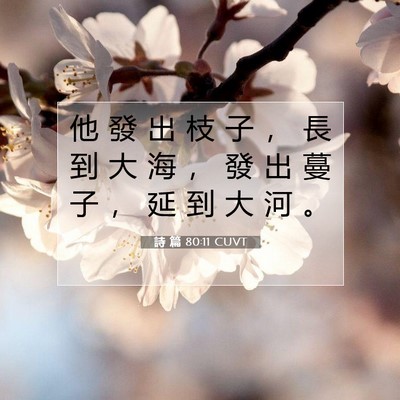 Picture 07 - 詩 篇 80:11 CUVT - 他 發 出 枝 子 ， 長 到 大 海 ， 發 - Bible Verse Picture