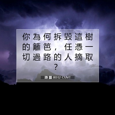 Picture 07 - 詩 篇 80:12 CUVT - 你 為 何 拆 毀 這 樹 的 籬 笆 ， 任 - Bible Verse Picture