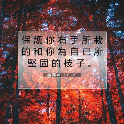 Picture 07 - 詩 篇 80:15 CUVT - 保 護 你 右 手 所 栽 的 和 你 為 自 - Bible Verse Picture