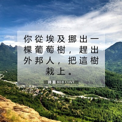 Picture 07 - 詩 篇 80:8 CUVT - 你 從 埃 及 挪 出 一 棵 葡 萄 樹 ， - Bible Verse Picture