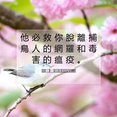 Picture 07 - 詩 篇 91:3 CUVT - 他 必 救 你 脫 離 捕 鳥 人 的 網 羅 - Bible Verse Picture