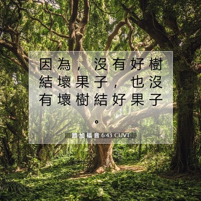 Picture 07 - 路 加 福 音 6:43 CUVT - 因 為 ， 沒 有 好 樹 結 壞 果 子 ， - Bible Verse Picture