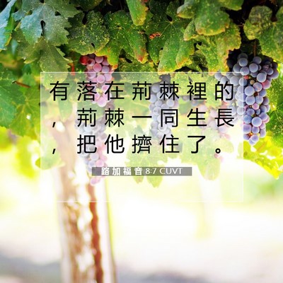 Picture 07 - 路 加 福 音 8:7 CUVT - 有 落 在 荊 棘 裡 的 ， 荊 棘 一 同 - Bible Verse Picture