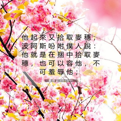 Picture 07 - 路 得 記 2:15 CUVT - 他 起 來 又 拾 取 麥 穗 ， 波 阿 斯 - Bible Verse Picture