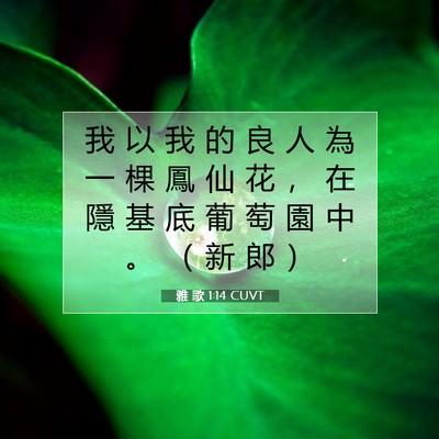 Picture 07 - 雅 歌 1:14 CUVT - 我 以 我 的 良 人 為 一 棵 鳳 仙 花 - Bible Verse Picture