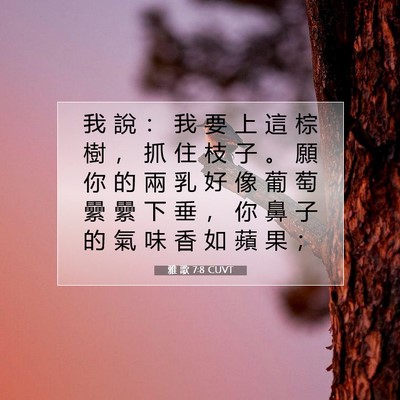 Picture 07 - 雅 歌 7:8 CUVT - 我 說 ： 我 要 上 這 棕 樹 ， 抓 住 - Bible Verse Picture