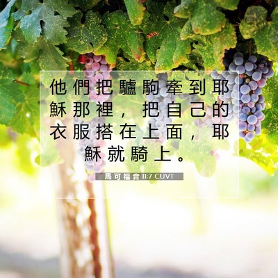 Picture 07 - 馬 可 福 音 11:7 CUVT - 他 們 把 驢 駒 牽 到 耶 穌 那 裡 ， - Bible Verse Picture