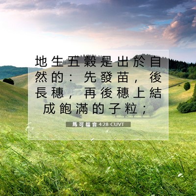 Picture 07 - 馬 可 福 音 4:28 CUVT - 地 生 五 穀 是 出 於 自 然 的 ： 先 - Bible Verse Picture