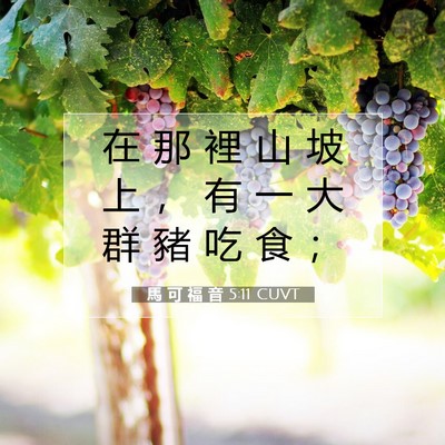Picture 07 - 馬 可 福 音 5:11 CUVT - 在 那 裡 山 坡 上 ， 有 一 大 群 豬 - Bible Verse Picture