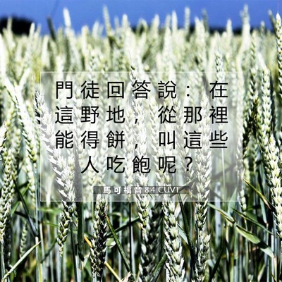 Picture 07 - 馬 可 福 音 8:4 CUVT - 門 徒 回 答 說 ： 在 這 野 地 ， 從 - Bible Verse Picture