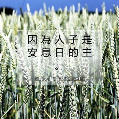 Picture 07 - 馬 太 福 音 12:8 CUVT - 因 為 人 子 是 安 息 日 的 主 - Bible Verse Picture