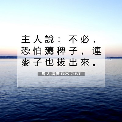 Picture 07 - 馬 太 福 音 13:29 CUVT - 主 人 說 ： 不 必 ， 恐 怕 薅 稗 子 - Bible Verse Picture