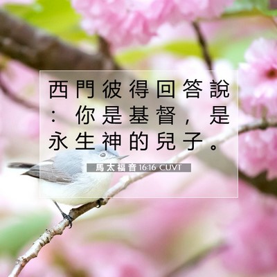 Picture 07 - 馬 太 福 音 16:16 CUVT - 西 門 彼 得 回 答 說 ： 你 是 基 督 - Bible Verse Picture