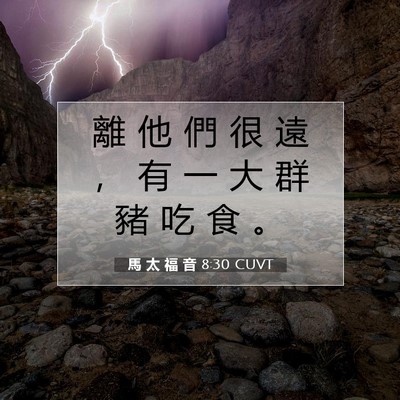Picture 07 - 馬 太 福 音 8:30 CUVT - 離 他 們 很 遠 ， 有 一 大 群 豬 吃 - Bible Verse Picture