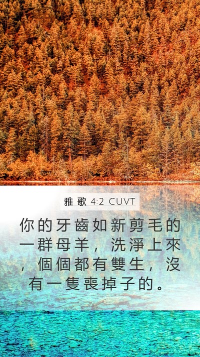 雅 歌 4:2 CUVT Mobile Phone Wallpaper - 你 的 牙 齒 如 新 剪 毛 的 一 群 母 - Mobile Bible Verse Wallpaper