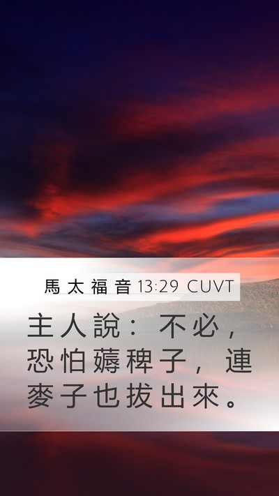 馬 太 福 音 13:29 CUVT Mobile Phone Wallpaper - 主 人 說 ： 不 必 ， 恐 怕 薅 稗 子 - Mobile Bible Verse Wallpaper
